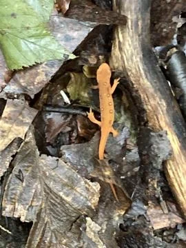 Eastern Newt Stock Photos