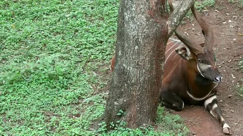 The Eastern or Mountain Bongo Rests Behind a Tree in Kenya, Africa Stock Footage 11285985