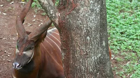 The Eastern or Mountain Bongo Rests Behind a Tree in Kenya, Africa Stock Footage 11286007
