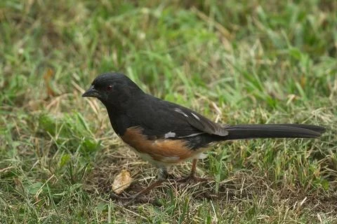 Eastern or Rufous-sided Towhee Stock Photos