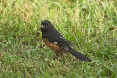 Eastern or Rufous-sided Towhee 1 Stock Photos