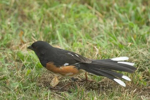 Eastern or Rufous-sided Towhee Stock Photos