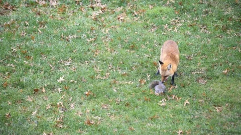 Eastern orange red fox in Virginia hunting eating squirrel on grass outside Stock Footage 100271850
