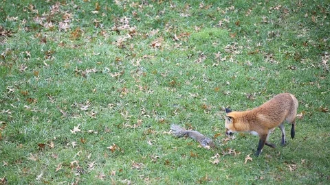 Eastern orange red fox in Virginia hunting killing squirrel on grass outside Stock Footage 100271853