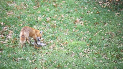 Eastern orange red fox in Virginia eating chewing squirrel paw on grass Stock Footage 100271966