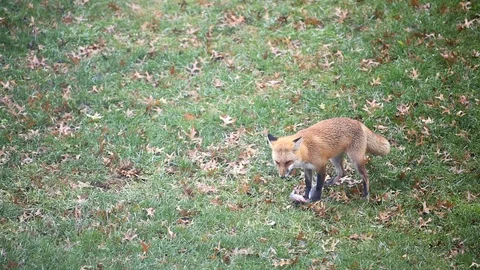 Eastern orange red fox in Virginia hunting eating squirrel with teeth Stock Footage 100272428