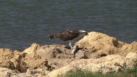 Eastern Osprey eating mullet Harvey Estuary 스톡 동영상 80242353