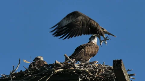 Eastern Osprey on nest, both eaglets leave the nest 動画素材 208896746