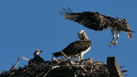 Eastern Osprey on nest, both eaglets return to the nest 動画素材 208897178