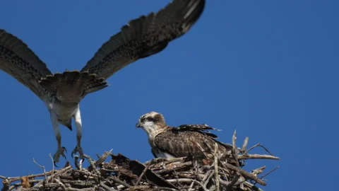 Eastern Osprey on nest, two eaglets, one practicing flight 動画素材 207315043