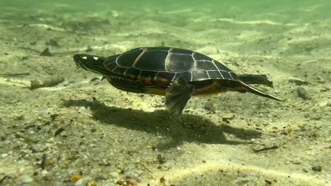 Eastern Painted Turtle #3 Stock Footage 272452928