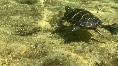 Eastern Painted Turtle #4 Stock Footage 272452915