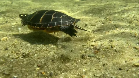 Eastern Painted Turtle #5 Stock Footage 272452918