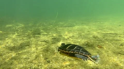 Eastern Painted Turtle #6 Stock Footage 272452922