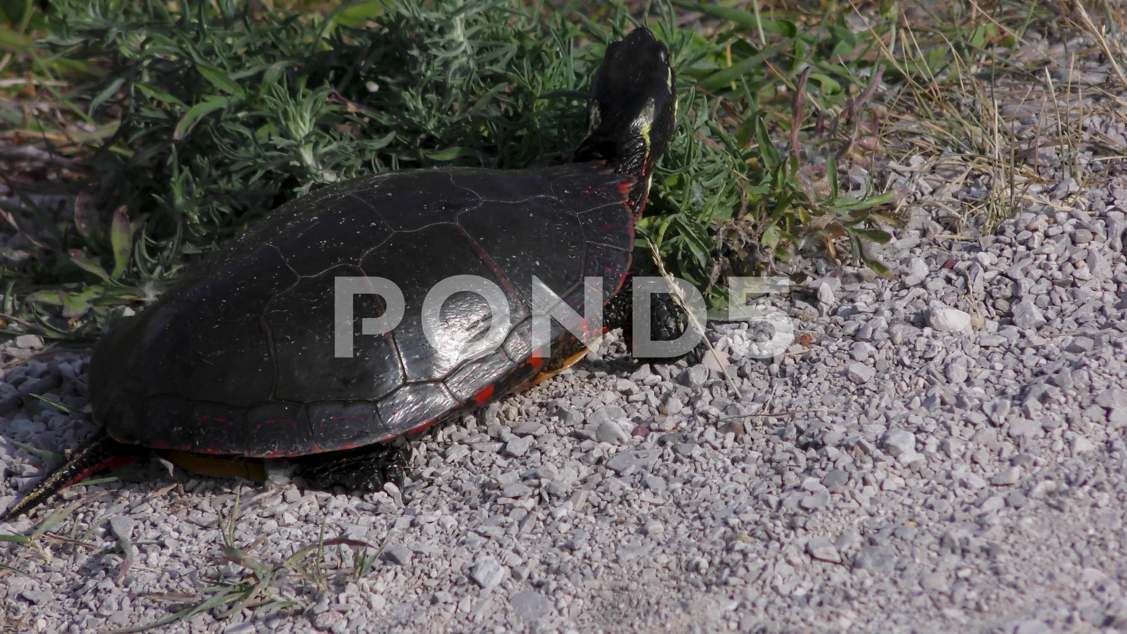 Eastern Painted Turtle, on land, Spring,, Stock Video