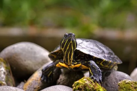 Eastern painted turtle Stock Photos