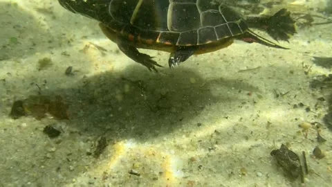 Eastern Painted Turtle Swims #1 Vídeos de archivo 272452908