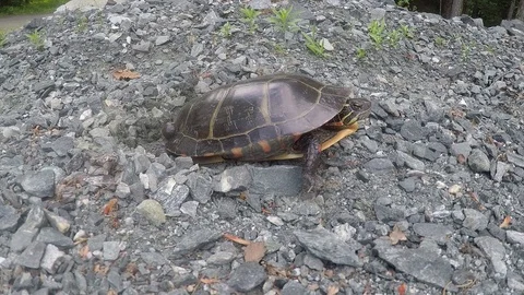 Eastern painted turtle timelapse Stock Footage 91257556