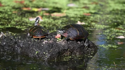 Eastern Painted Turtles on Log Видео 81715852