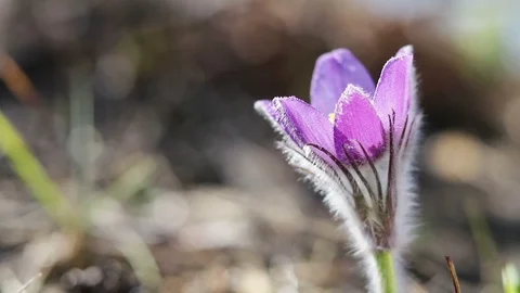 Eastern pasqueflower, prairie crocus, cutleaf anemone Stock Footage 111577036