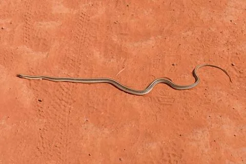 Eastern Patch Nosed Snake Crossing the Trail Photos