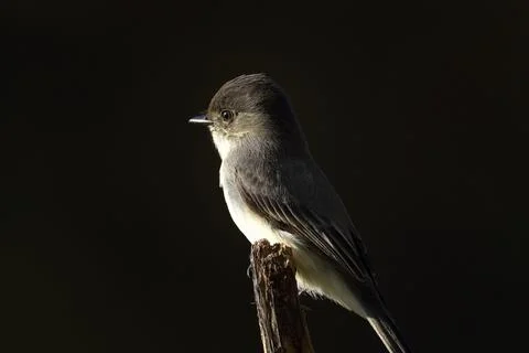 Eastern Phoebe 1 Stock Photos