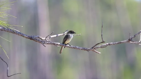 Eastern phoebe bird perching on a pine tree branch Stock Footage 329660305