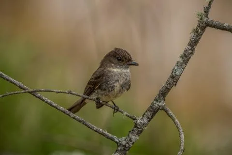 Eastern Phoebe bird Stock Photos