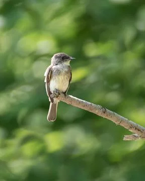 Eastern Phoebe bird standing on tree branch with green bokeh background Stock Photos