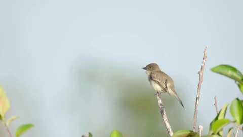 Eastern phoebe on branch in slow motion Stock Footage 118441343