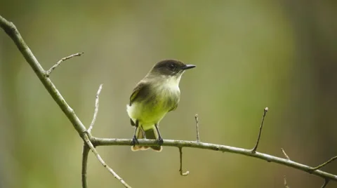 Eastern Phoebe Stock Footage 56870356