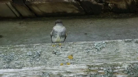 Eastern Phoebe Near Nesting Site, Old Barn, late spring Stock Footage 337316266
