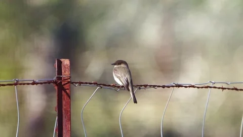 Eastern Phoebe Perched on Barbed Wire - Peaceful Forest Shallow DoF Stock-Footage 306806578