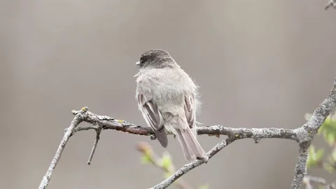 Eastern Phoebe perched on a branch Stock Footage 239248548