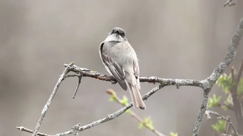 An eastern phoebe perched on a branch Stock Footage 239248636
