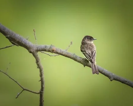 Eastern Phoebe Perched on a Branch 스톡 사진