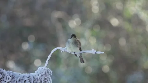 An eastern Phoebe is perched on a snow-covered wire Vídeos de archivo 334664354