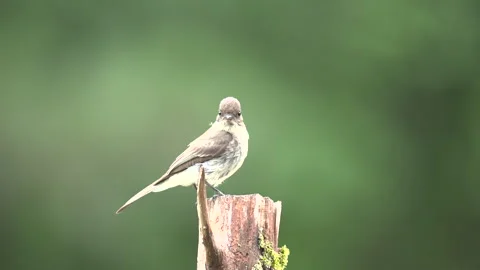 Eastern Phoebe perched on a standing Cedar pole in early summer, slow motion Stock Footage 311111559