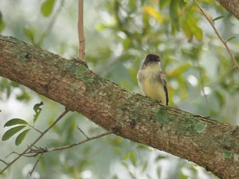 Eastern Phoebe Perched on Tree Wintering in Florida Stock Photos