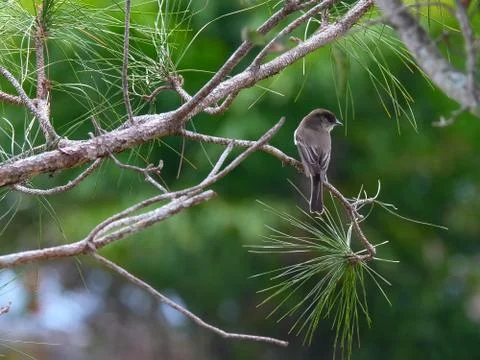 Eastern Phoebe Perching on a Branch Stock Photos