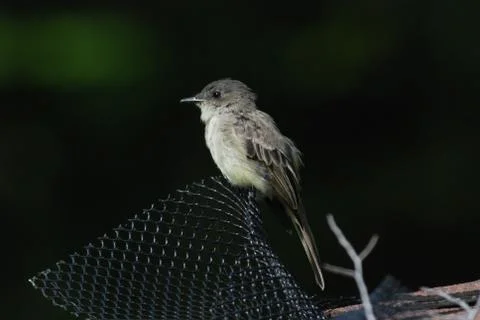 Eastern phoebe Stock Photos