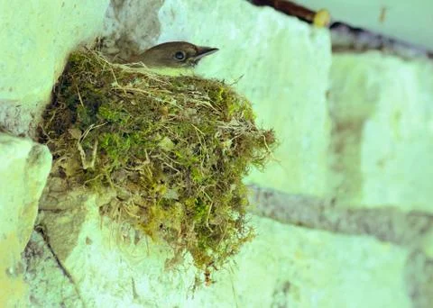Eastern phoebe Stock Photos
