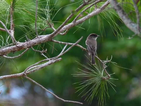 Eastern Phoebe Stock Photos