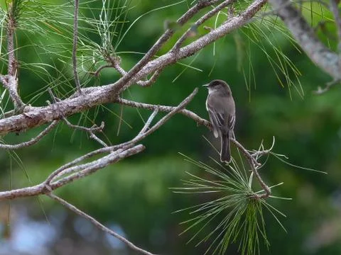 Eastern Phoebe Stock Photos