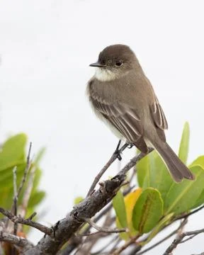 Eastern Phoebe Stock Photos