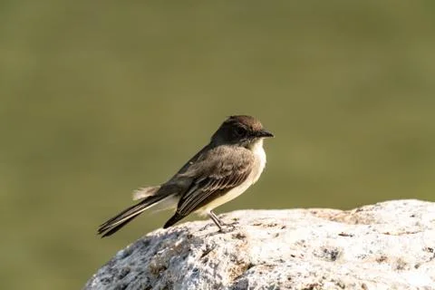 Eastern Phoebe Foto stock