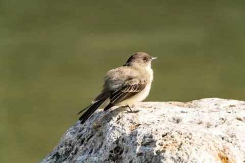 Eastern Phoebe Stock Photos