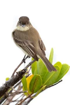 Eastern Phoebe Stock Photos