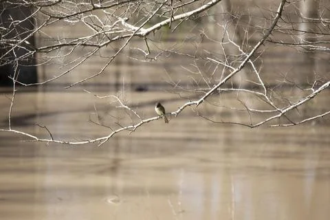 Eastern Phoebe Stock Photos