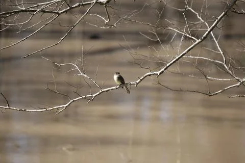 Eastern Phoebe Stock Photos
